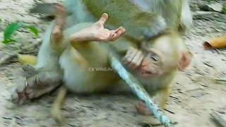The mother monkey seems wrong to discipline its baby careless about his situation.