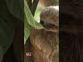 For sloths, mating is “the only thing they do quickly” #shorts