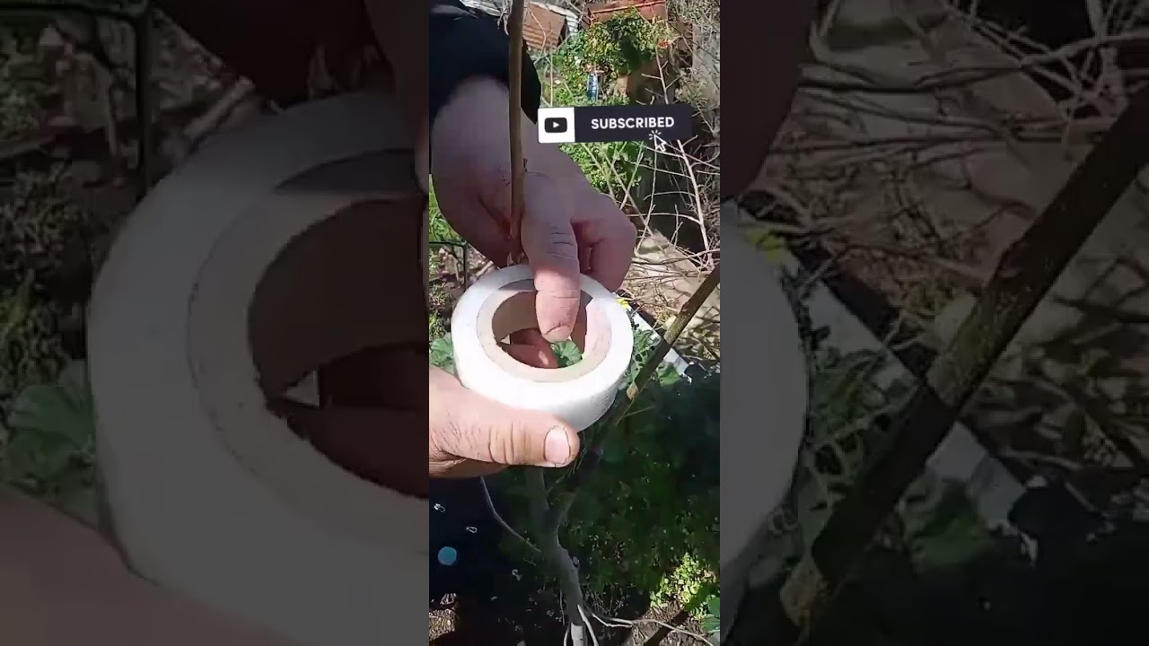 تطعيم البلاكمين ﴿الكاكي) على السفرجل بطريقة الشق #2025 #split grafting of persimmon on quince