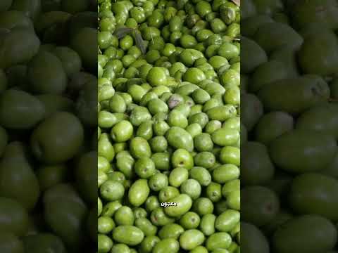 عرفوا معنا على أسرار استخراج زيت الزيتون النقي خطوة بخطوة الزيتون إلى الزيت زيت الزيتون الأردن
