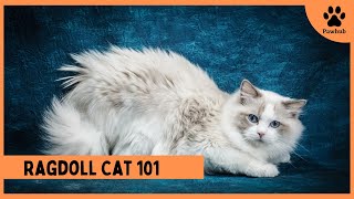 Ragdoll Cat 101: Everything You Need to Know by PawHub 92 views 2 years ago 6 minutes, 3 seconds