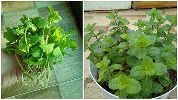 Hướng dẫn trồng rau húng lũi bằng cành ( ngọn )