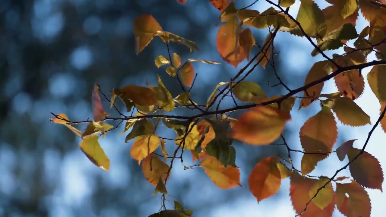 Autumn leaves branch sunlight nature colors fall season vibrant foliage outdoor scene tree