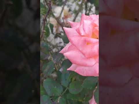 اذا أردت رزقا كثيرا