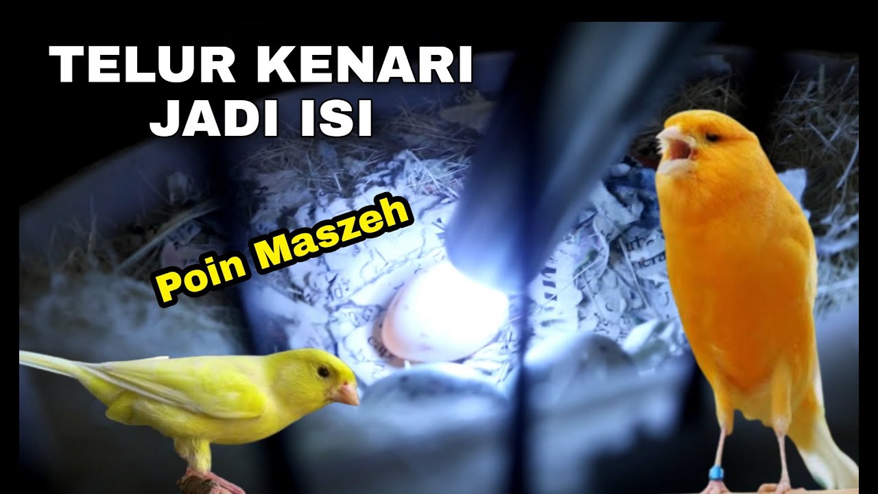TEMUAN BARU.❗Penyebab Lain Telur Kenari bisa Zonk