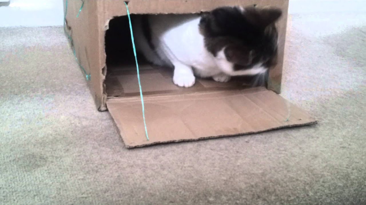 Cat closing door YouTube