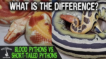 BLOOD PYTHONS VS. SHORT-TAILED PYTHONS (what
