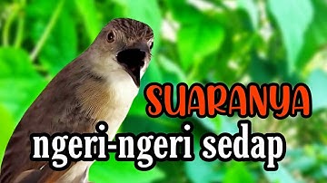 Suara jernih tembakan ciblek gunung Ampuh,cocok buat masteran