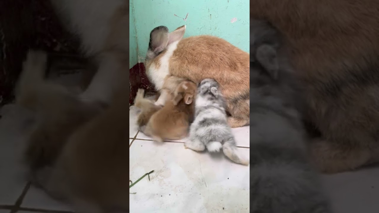 Mama rabbit breastfeed her babies 