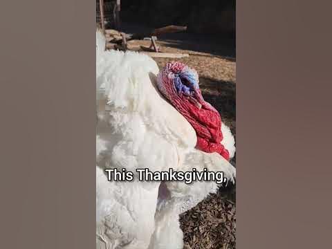 Unexpected thanksgiving desserts