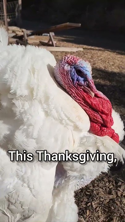 Unexpected thanksgiving desserts