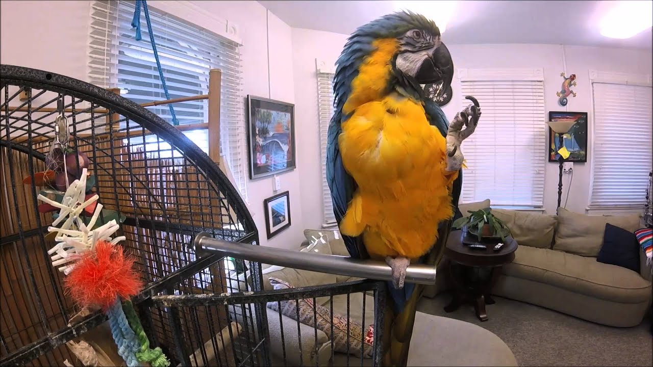 Kiwi, talking Macaw