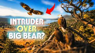 Intruders in Big Bear! Jackie Watches Over Luna & Sandy as a Lone Coyote Hunts Below