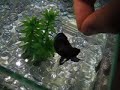 Jumping Betta Fish - super slow motion (Canon Powershot SD4500 IS)