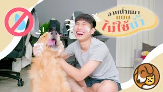หึ้ย นวัตกรรมเลยนะเนี่ย กับการอาบน้ำน้องหมา โดยไม่ใช่น้ำ กับแชมพูอาบน้ำแห้งจาก HANAPET แบรนด์คุณภาพจากเกาหลี ผลิตด้วยวัตถุดิบธรรมชาติล้วนๆ ...