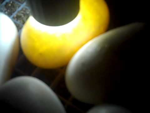 Candling Ball Python Eggs. 2012