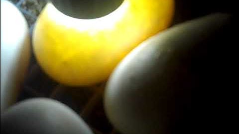 Candling Ball Python Eggs. 2012