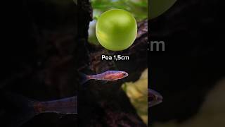 A fish size like a pea #shorts