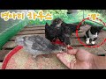 병아리들을 만나러간 귀염둥이 아기 고양이//Cute kitten going to meet the chicks