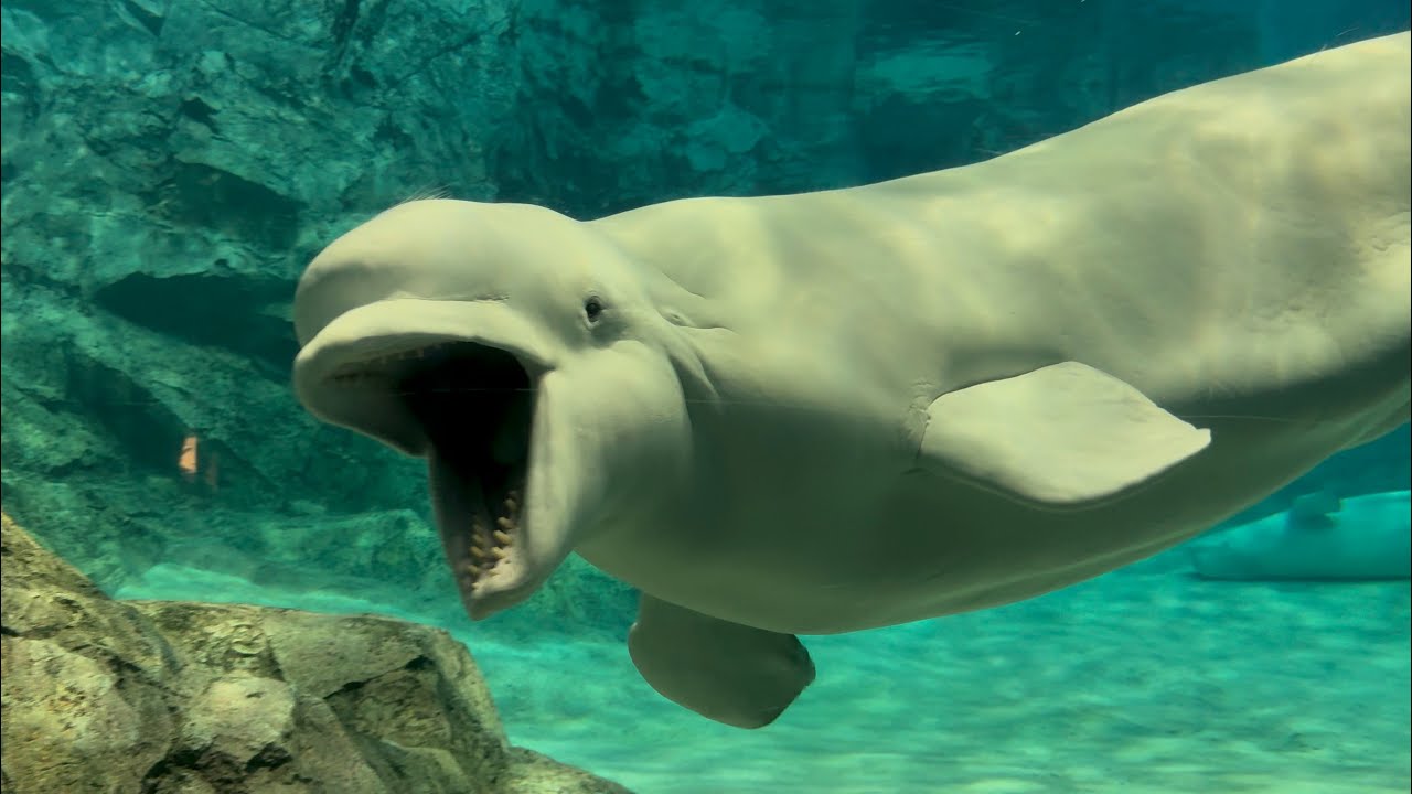 2024/09/28 グレイ&ミライの自由時間【ベルーガの不思議な魚の食べ方