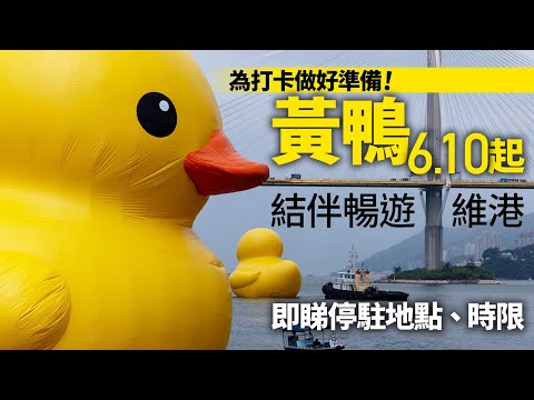 黃鴨訪港｜6.10起結伴游維港 駐中環海濱長廊海面 面向添馬公園｜01新聞｜黃鴨｜橡皮鴨｜維港｜巨鴨｜中環