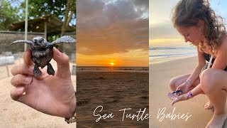 1 Day Old Sea Turtle Babies | CEYLON TURTLE TALES