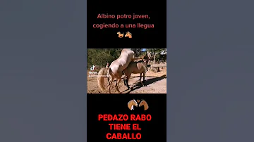 ¿Cuáles son las zonas más sensibles de un caballo?