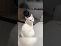 She Was Just a Lonely Kitten… Until Love Found Her 🐾। #shorts