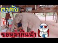 🐘🍼มาดูลูกช้างสุดป่วน กวนทั้งบ้าน