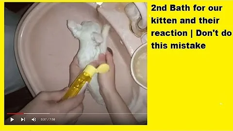 Video 1656231: kitten bath, kitten training, bathing reaction
