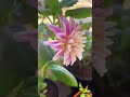 DAHLIA 💖 #shortfeed #dahlia 🍃 🌸