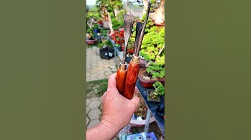 Bộ đục cây cảnh thông dụng #bonsaishop