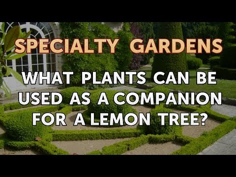 Video: Lemon Tree Understory Plants - What Will Grow Under A Lemon Tree