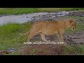 Curious lion cub explores the wonders of Maasai Mara