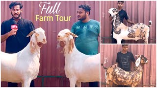 Full Tour of Al Adl Goat Farm Mahapoli अल अद्ल हुआ हाउसफुल