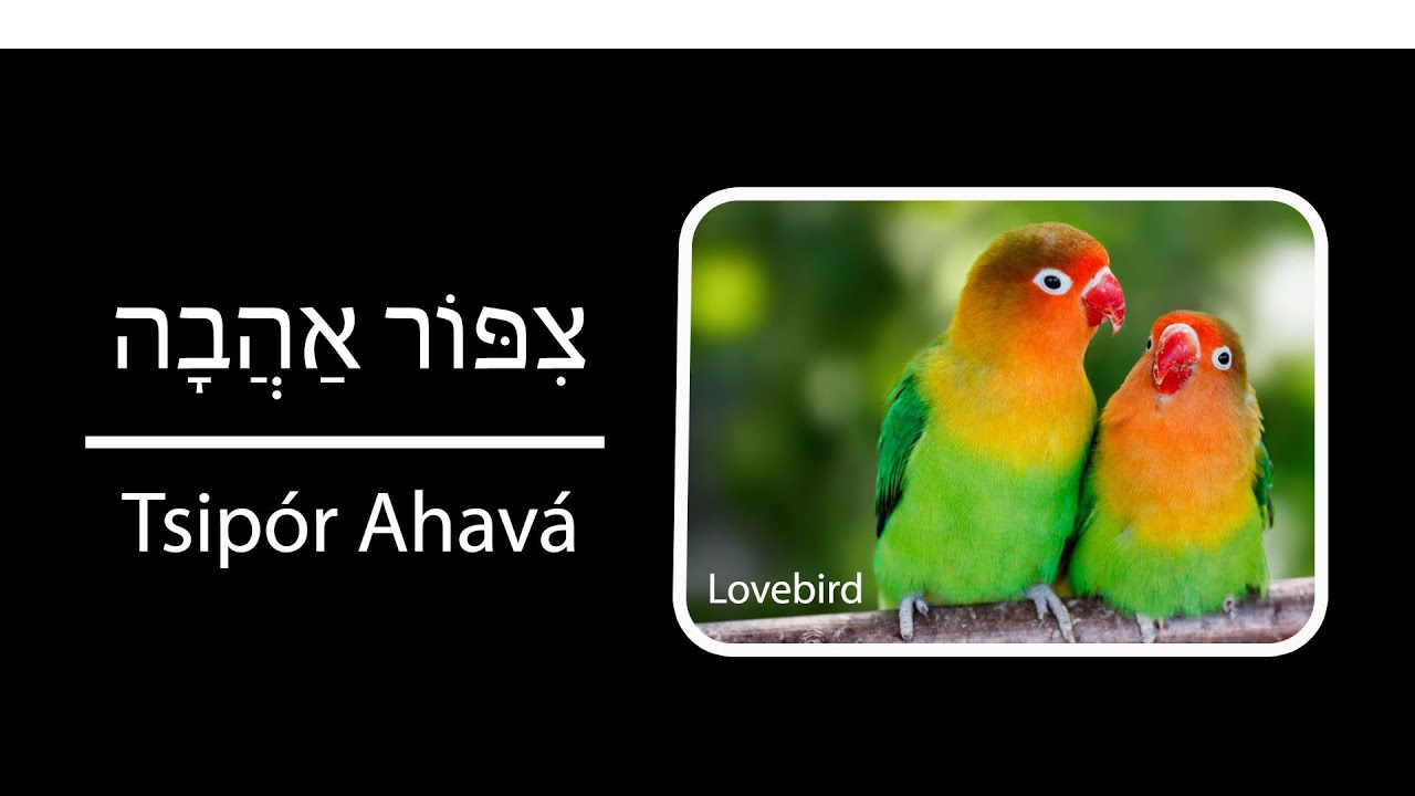 How To Say Birds Names In Hebrew - Part 2