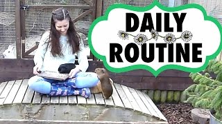 Daily Guinea Pig Routine | Spring 2016