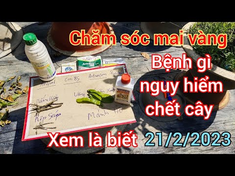 #2023 21/2/2023 chia sẽ cách nhận biết một số loại bệnh làm chết cây chết nhánh (phân thuốc 0939191715 vũ)