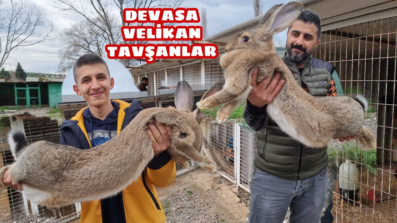 YOK ARTIK DEDİRTEN DEV VELİKAN TAVŞANLAR  10 KG İLE 15 KG ARASI GELİYOLAR