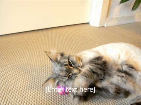 Video: Catnip Og Katte