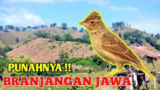 BRANJANGAN JAWA DI ALAM LIAR SUDAH PUNAH ‼️