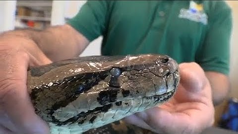 Wildlife biologists are using ‘scout snakes’ with radio transmitters to capture invasive pythons