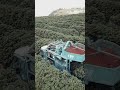 máquina moderna colheitadeira de café está na roça fazendo a colheita dos grãos