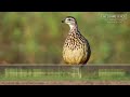 Crested Francolin Call &amp; Sounds