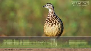 Crested Francolin Call & Sounds