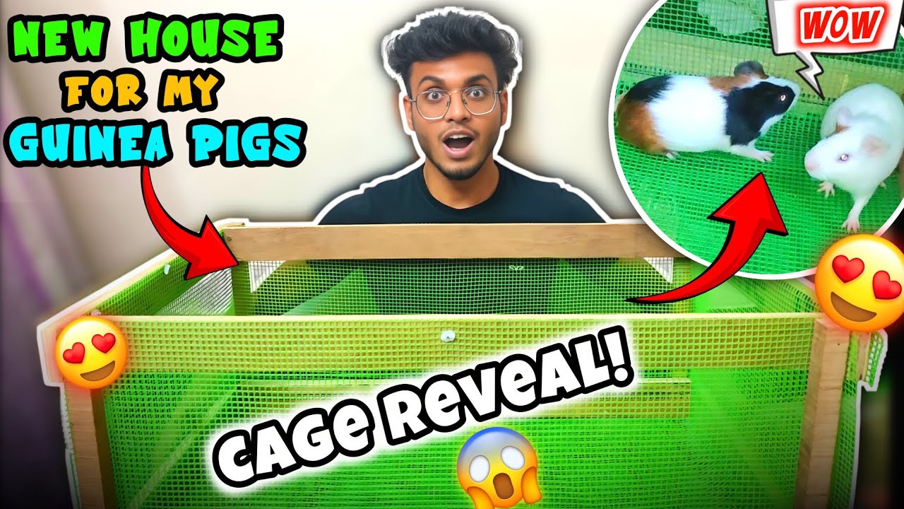 Guinea Pigs Ka New Ghar! 😍 Aaj Maine Setup Banaya 🏠 Full Reveal