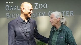 How legendary primatologist Jane Goodall&#39;s impact is felt at Oakland Zoo and across Bay Area