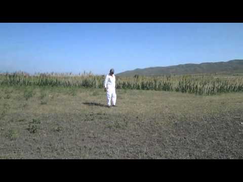 კალიების უჩვეულოდ დიდი რაოდენობა კახეთში