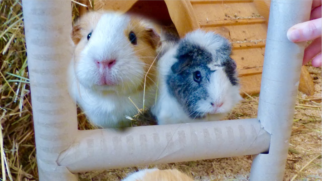 guinea pig tunnels pvc