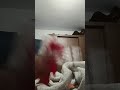 eu e aquela barata: